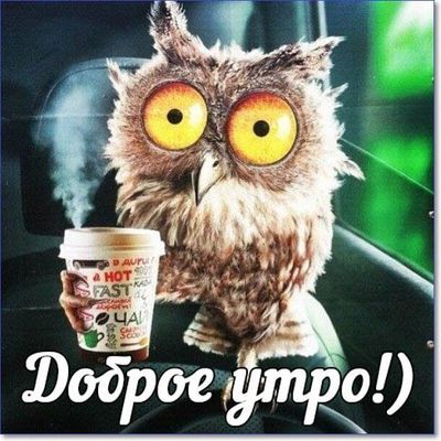 Открытка «С добрым утром»: Веселая сова с чашкой чая – доброе утро!. Тэги: хорошего дня, животное, пожелание, позитив…