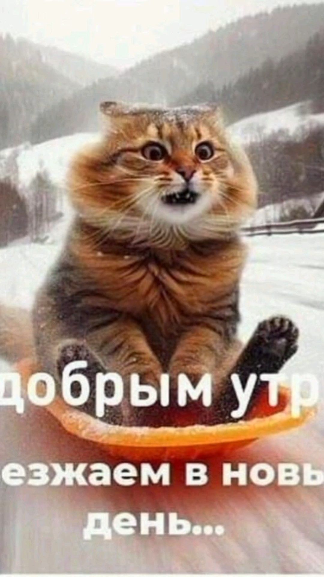 Открытка «С добрым утром»: С добрым утром! Котик едет в новый день!. Тэги: хорошего дня, кот, животное, пожелание…