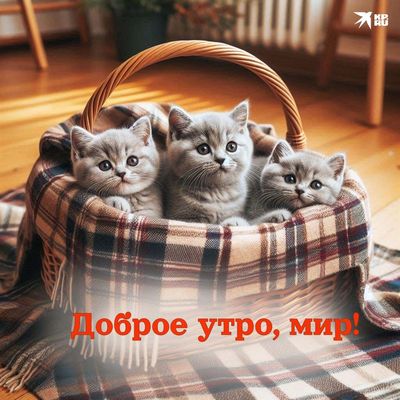 Открытка «С добрым утром»: Доброе утро, мир! Милые котята в уютной корзинке. Тэги: кот, животное, пожелание, позитивн…