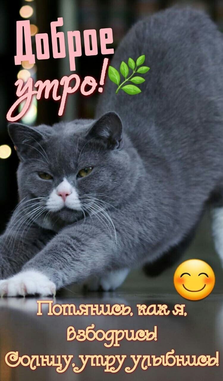 Открытка «С добрым утром»: С добрым утром! Потянись с котиком и улыбнись!. Тэги: Для поднятия настроения, С добрым ут…
