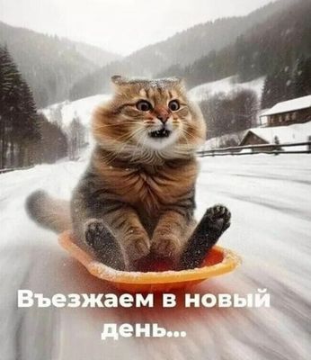 Открытка «С добрым утром»: С добрым утром! Веселый старт в новый зимний день. Тэги: кот, животное, пожелание, позитив…