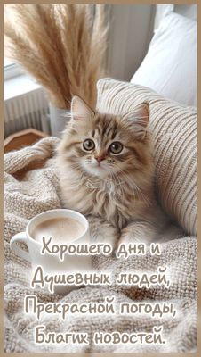 Открытка «С добрым утром»: Тёплое утро с котёнком и нежными пожеланиями. Тэги: кот, животное, пожелание, позитивная…