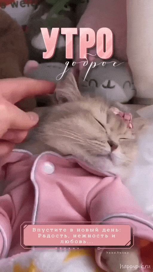 Открытка «С добрым утром»: Нежное утро с милым котенком. Тэги: кот, животное, пожелание, отличное настроение, утро…