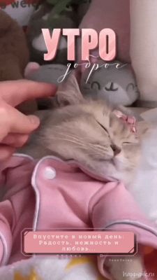 Открытка «С добрым утром»: Нежное утро с милым котенком. Тэги: кот, животное, пожелание, отличное настроение, утро…