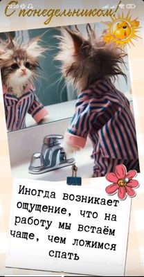 Открытка «С добрым утром»: Доброе утро: когда понедельник особенно пушист!. Тэги: кот, животное, пожелание, позитивная…