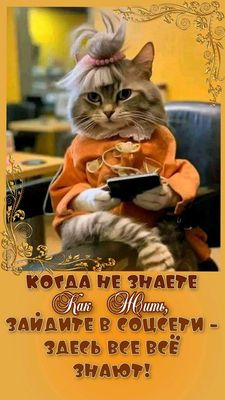 Открытка «С добрым утром»: С добрым утром! Мудрый кот советует. Тэги: кот, животное, пожелание, позитивная, отличное…