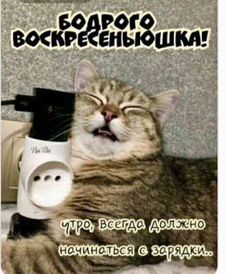 Открытка «С добрым утром»: Бодрого воскресенья с котом на зарядке!. Тэги: кот, животное, пожелание, позитивная, юмор…