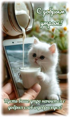 Открытка «С добрым утром»: Доброе утро: милый котёнок и свежее молоко. Тэги: кот, животное, пожелание, позитивная…