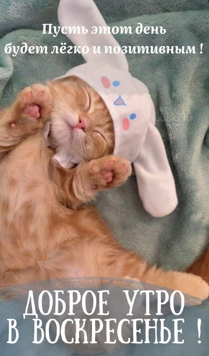 Открытка «С добрым утром»: Милый кот желает доброго и позитивного воскресенья!. Тэги: кот, животное, пожелание…