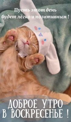 Открытка «С добрым утром»: Милый кот желает доброго и позитивного воскресенья!. Тэги: кот, животное, пожелание…