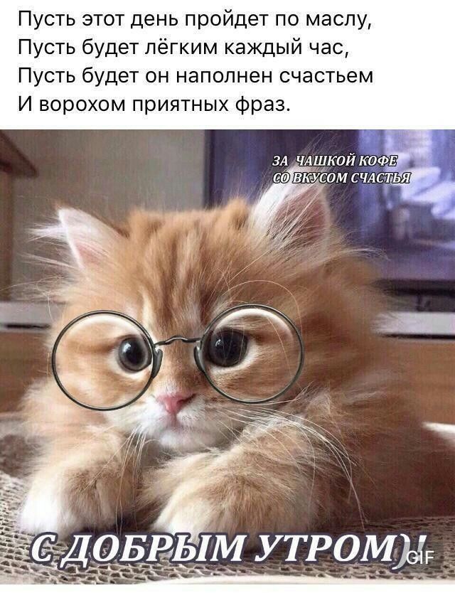 Открытка «С добрым утром»: Котик в очках: С добрым утром и чашкой счастья!. Тэги: кот, животное, пожелание, позитивная…