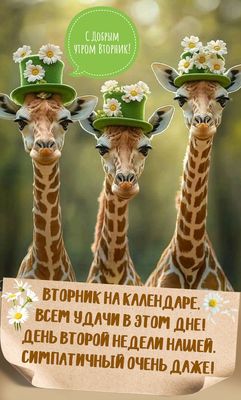 Открытка «С добрым утром»: С добрым утром вторника с милыми жирафами. Тэги: животное, пожелание, позитивная, юмор…