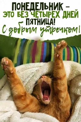 Открытка «С добрым утром»: Забавный кот и доброе утро в понедельник. Тэги: кот, животное, пожелание, позитивная…