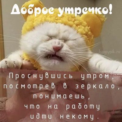Открытка «С добрым утром»: Доброе утро: когда на работу идти некому. Тэги: кот, животное, пожелание, позитивная…
