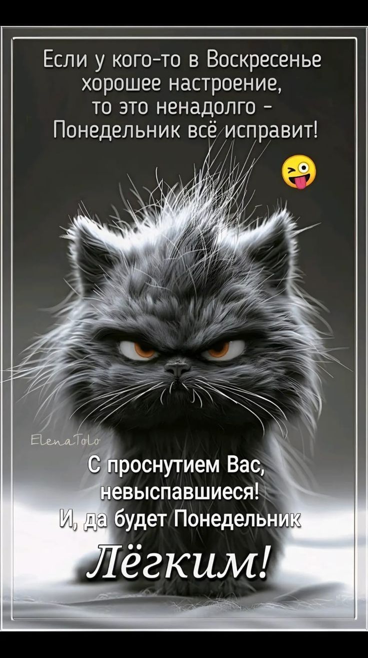 Открытка «С добрым утром»: С добрым утром, невыспавшиеся! Пусть Понедельник будет лёгким!. Тэги: кот, животное…