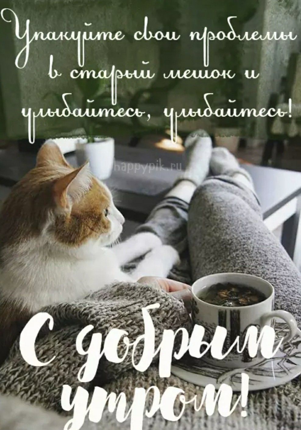 Открытка «С добрым утром»: С добрым утром: уютный кот, чай и позитивное начало!. Тэги: кот, животное, пожелание…