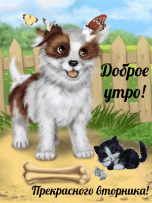 Открытка «С добрым утром»: Доброе утро и прекрасного вторника с милыми друзьями. Тэги: кот, животное, пожелание…