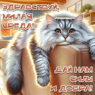 Открытка «С добрым утром»: С добрым утром, Среда! Сил и добра от пушистого кота. Тэги: кот, животное, пожелание…