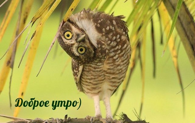 Открытка «С добрым утром»: Доброе утро: Забавная сова желает хорошего дня!. Тэги: животное, пожелание, позитивная…