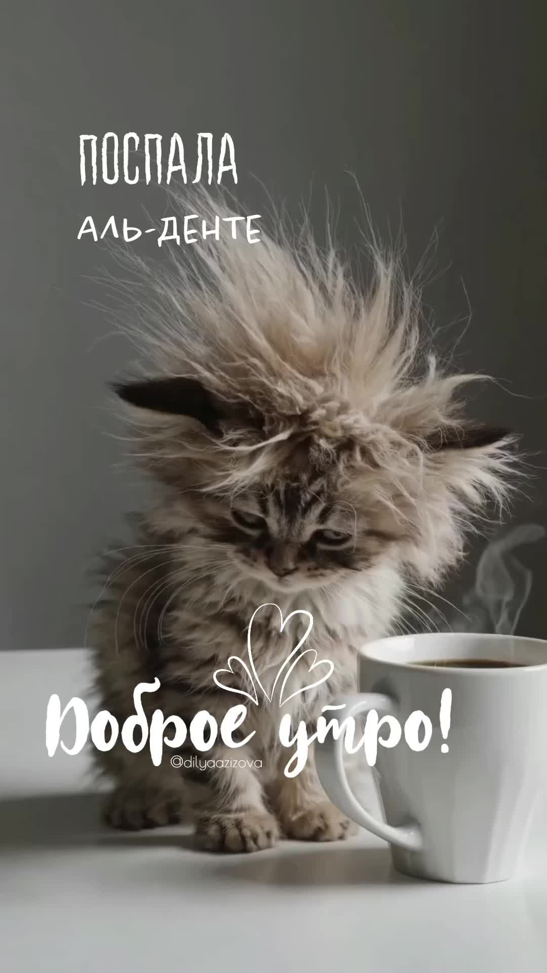 Открытка «С добрым утром»: С добрым утром: поспала аль-денте!. Тэги: кот, животное, пожелание, юмор, утро, кофе…