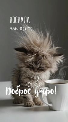 Открытка «С добрым утром»: С добрым утром: поспала аль-денте!. Тэги: кот, животное, пожелание, юмор, утро, кофе…