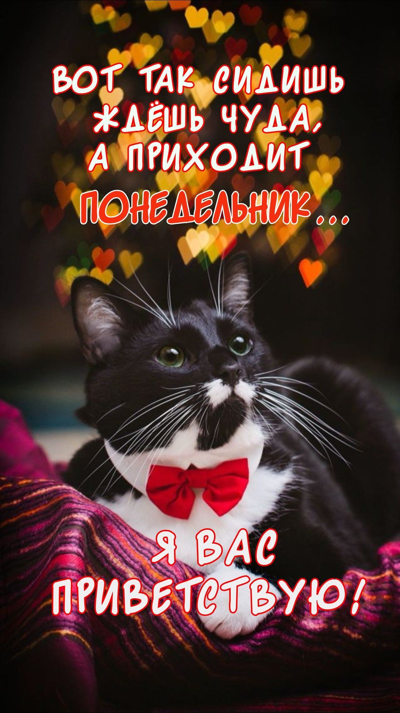 Открытка «С добрым утром»: С добрым утром! Кот-джентльмен и коварный понедельник. Тэги: кот, животное, пожелание…
