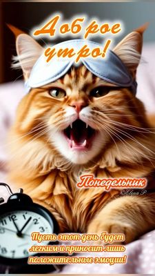 Открытка «С добрым утром»: Доброе утро понедельника: кот, будильник, позитив!. Тэги: кот, животное, пожелание, позити…
