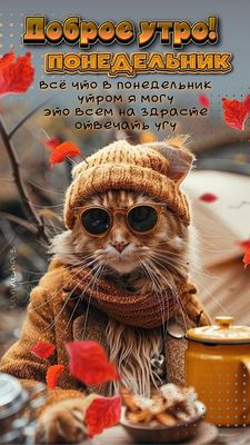Открытка «С добрым утром»: Доброе утро понедельник! Кот в очках и осенний юмор. Тэги: кот, животное, пожелание…