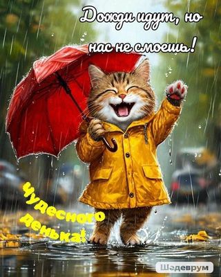 Открытка «С добрым утром»: С добрым утром: котик желает чудесного дня!. Тэги: кот, животное, пожелание, позитивная…