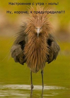Открытка «С добрым утром»: С добрым утром: сердитая птичка предупреждает!. Тэги: животное, пожелание, юмор, прикольная…