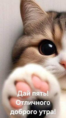 Открытка «С добрым утром»: Дай пять! Отличного доброго утра от котика. Тэги: кот, животное, пожелание, юмор, утро…