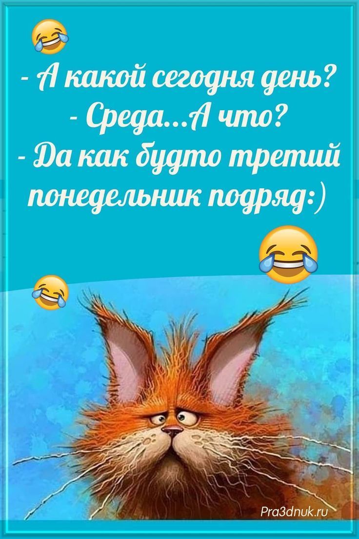 Открытка «С добрым утром»: С добрым утром: Третий понедельник подряд. Тэги: кот, животное, юмор, прикольная, смешная…