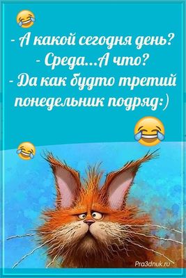 Открытка «С добрым утром»: С добрым утром: Третий понедельник подряд. Тэги: кот, животное, юмор, прикольная, смешная…
