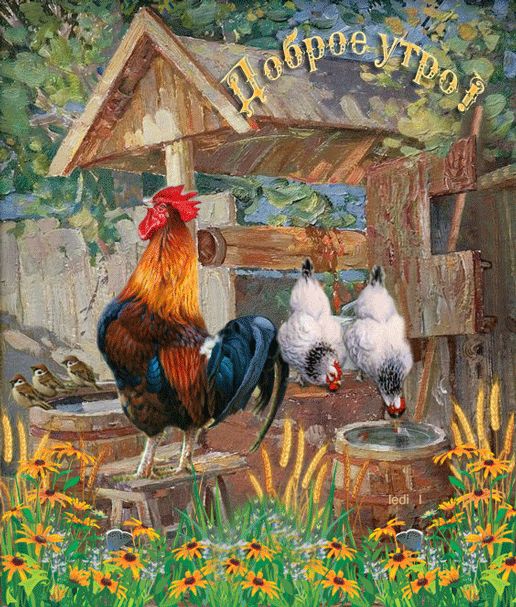 Открытка «С добрым утром»: Доброе утро: летний рассвет в деревне с петухом. Тэги: животное, пожелание, позитивная…