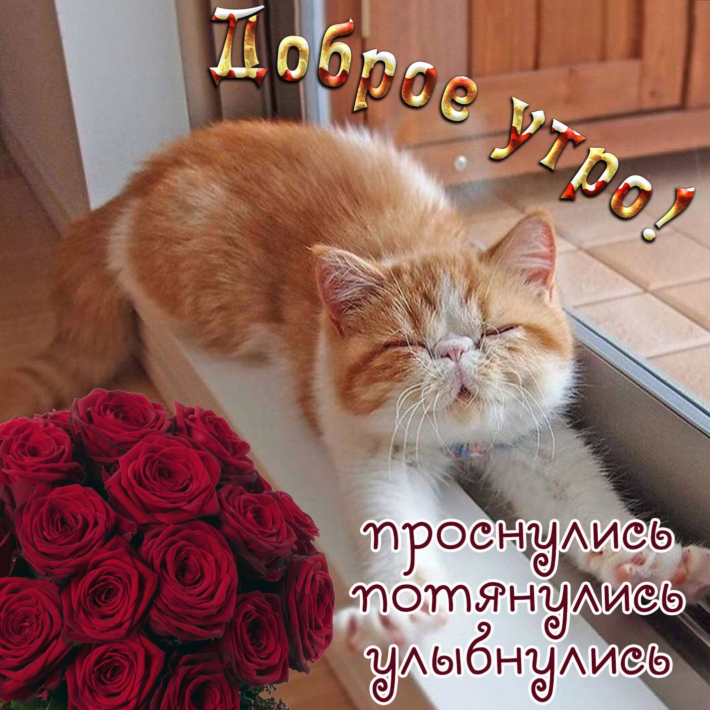 Открытка «С добрым утром»: Доброе утро! Милый кот, розы и хорошее настроение. Тэги: кот, животное, пожелание, позитив…