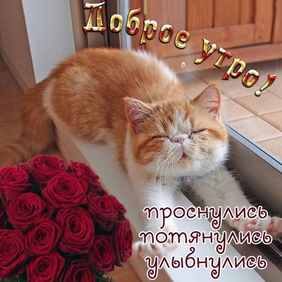 Открытка «С добрым утром»: Доброе утро! Милый кот, розы и хорошее настроение. Тэги: кот, животное, пожелание, позитив…