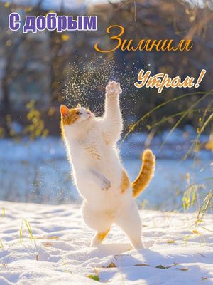 Открытка «С добрым утром»: С добрым зимним утром! Игривый кот в снегу. Тэги: кот, животное, пожелание, отличное настр…