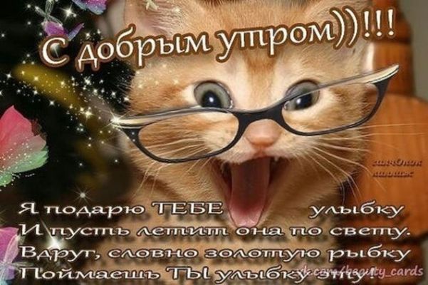 Открытка «С добрым утром»: С добрым утром: милый кот дарит улыбку!. Тэги: кот, животное, пожелание, позитивная…