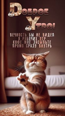 Открытка «С добрым утром»: Кот и доброе утро: Кофе мне засыпьте сразу внутрь!. Тэги: кот, животное, пожелание, позити…