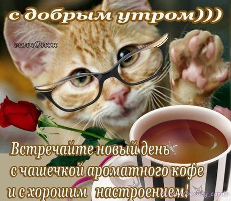 Открытка «С добрым утром»: С добрым утром! Котик, кофе и позитив на весь день. Тэги: кот, животное, пожелание, позити…
