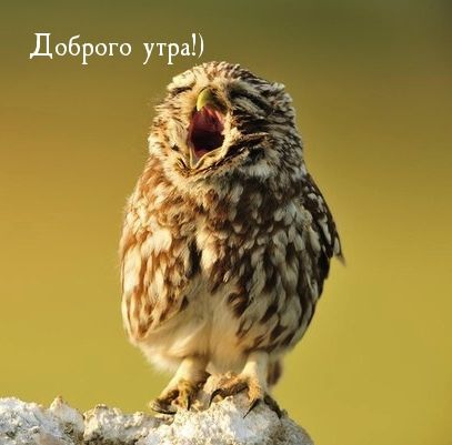 Открытка «С добрым утром»: С добрым утром! Зевающая сова. Тэги: животное, пожелание, позитивная, хорошего дня, отличн…