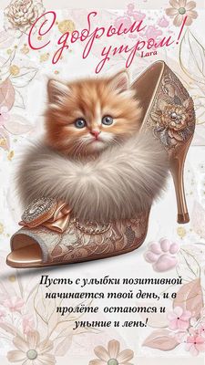 Открытка «С добрым утром»: Милый котенок в туфле желает доброго утра!. Тэги: кот, животное, пожелание, улыбка, утро…