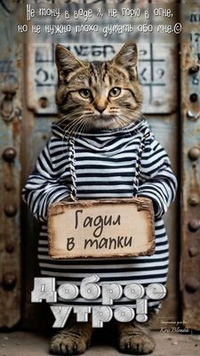 Открытка «С добрым утром»: С добрым утром! Кот-проказник и тапки. Тэги: кот, животное, пожелание, позитивная, юмор…