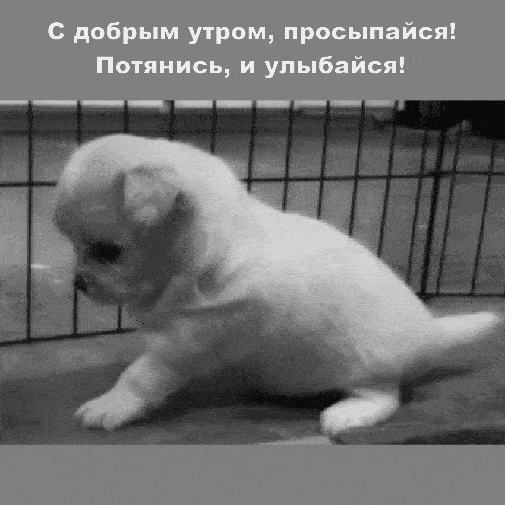 Открытка «С добрым утром»: С добрым утром: просыпайся с милым щенком!. Тэги: животное, пожелание, отличное настроение…