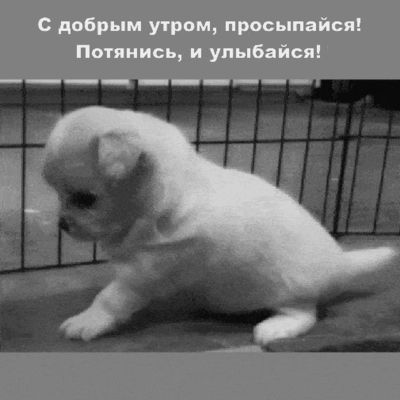 Открытка «С добрым утром»: С добрым утром: просыпайся с милым щенком!. Тэги: животное, пожелание, отличное настроение…