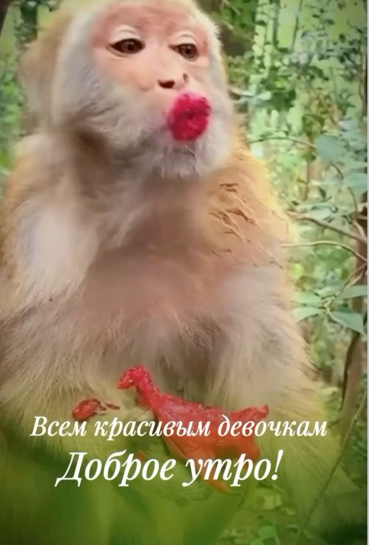 Открытка «С добрым утром»: Доброе утро всем красивым девочкам!. Тэги: животное, пожелание, позитивная, отличное настр…