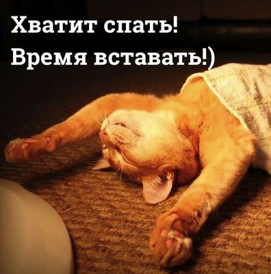 Открытка «С добрым утром»: Хватит спать! С добрым утром от рыжего лежебоки!. Тэги: кот, животное, пожелание, позитивн…
