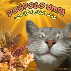 Открытка «С добрым утром»: Доброе утро: кот, цветы и солнечный день!. Тэги: кот, животное, пожелание, позитивная…