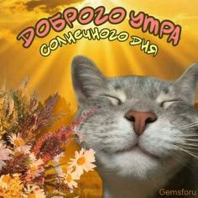 Открытка «С добрым утром»: Доброе утро: кот, цветы и солнечный день!. Тэги: кот, животное, пожелание, позитивная…