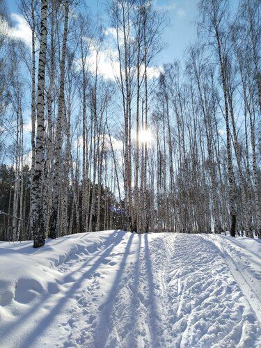 Открытка «С добрым утром»: Зимнее утро: солнце в березовой роще. Тэги: пожелание, позитивная, хорошего дня, отличное…